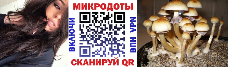 где продают наркотики Елизаветинская Галлюциногенные грибы Psilocybe